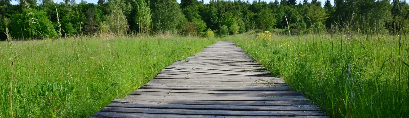 Ein hölzerner Steg führt durch eine hohe Wiese, in der Ferne der Waldrand.