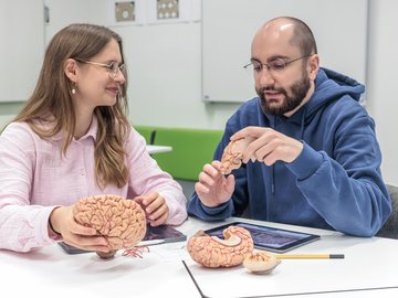 Dozent und Studierende betrachten das Modell eines menschlichen Gehirns