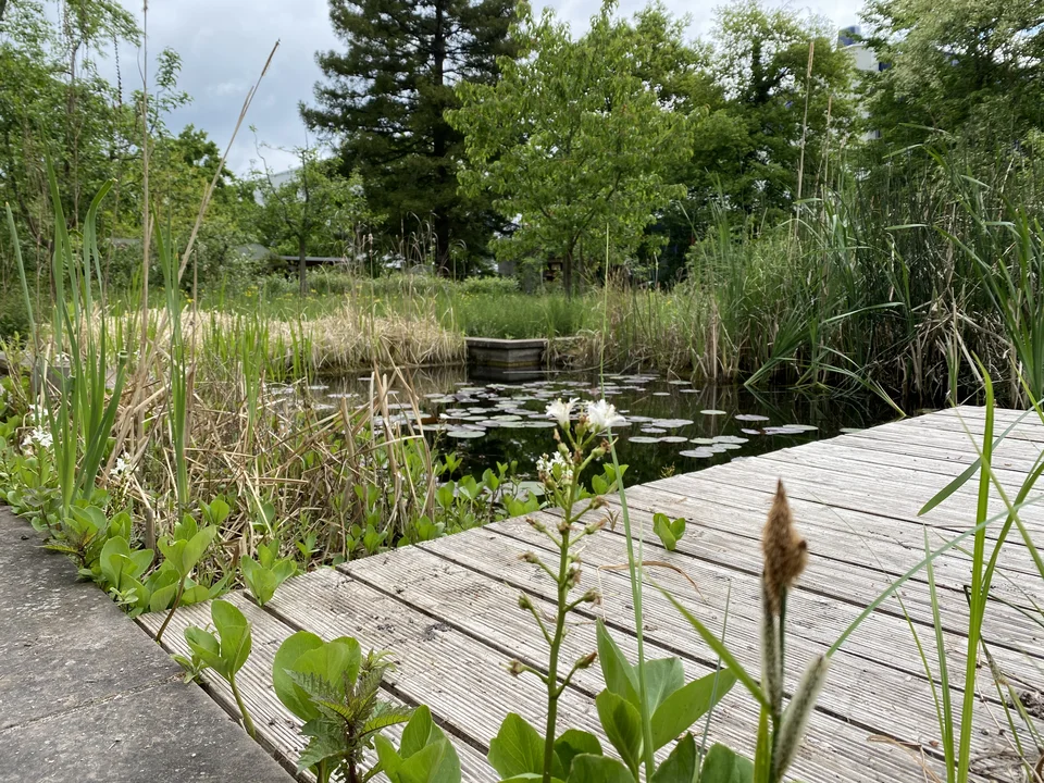 Ein kleiner Teich mit einem Steg und einem Wald im Hintergrund