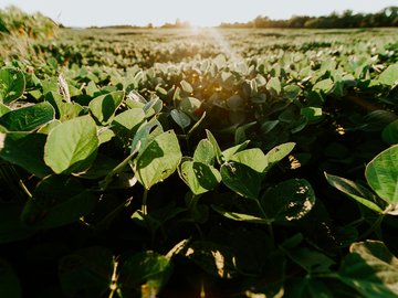 Sojaanbau: Das Forschungsprojekt GeoLoT hat Unterrichtseinheiten zu diesem Thema entwickelt. Foto: Meredith Petrick auf unsplash