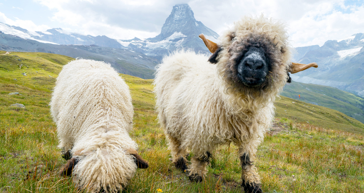 Zwei Schafe grasen auf einer Wiesw vor einer Berglandschaft.