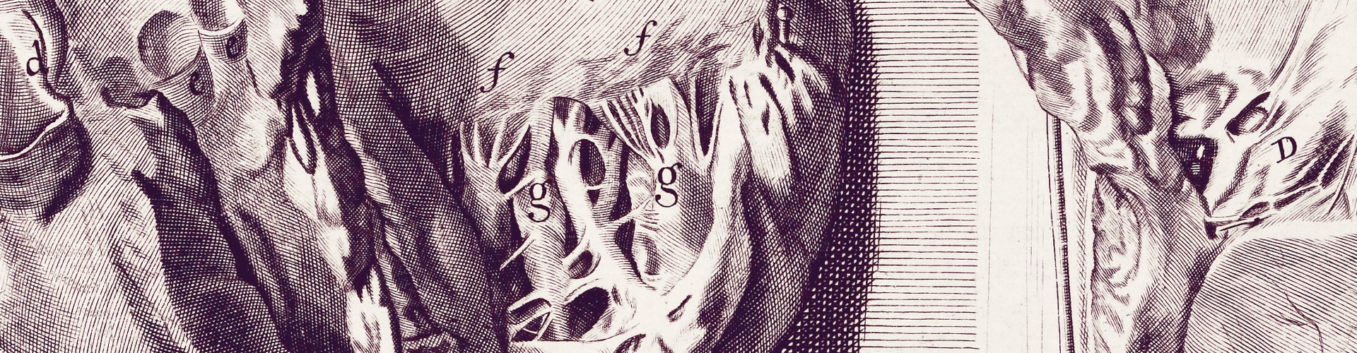 Anatomia corporum humanorum centum et quatuor-decim tabulis ... ab excellentissimis, qui in Europa sunt, artificibus expressis ad vivum ... illustrata. Amplius explicata, multisque novis anatomicis inventis, chirurgicisque observationibus aucta a W.C / Accedunt eiusdem introductio in oeconomiam animalium ... Omnia nunc primum Latinitate donata. Curante G. Dundas, Brittanno [sic]. Wellcome Collection. Source: Wellcome Collection.